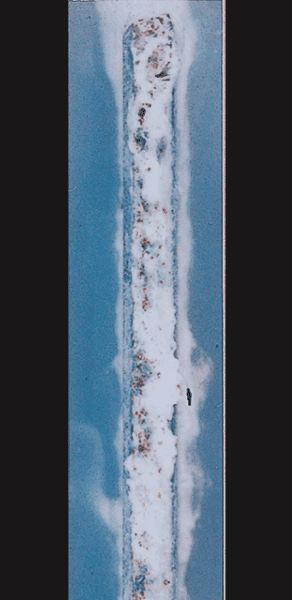 ZAM®-EX/5,000h