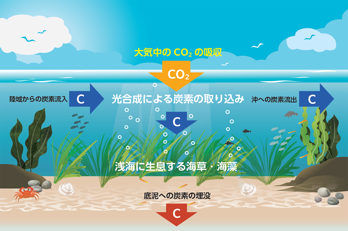海の森づくり | 生物多様性保全への取り組み | サステナビリティ