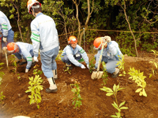 新入社員による植樹