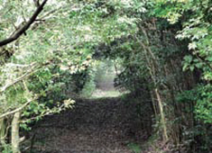 Hometown Forest (Kashima Works)