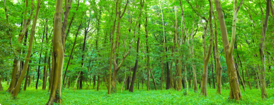 forest