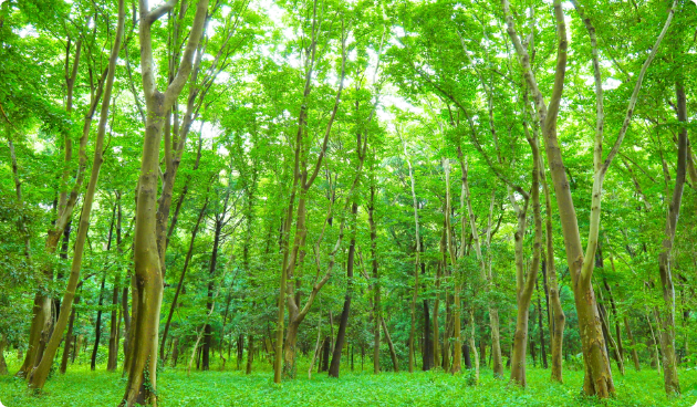 forest