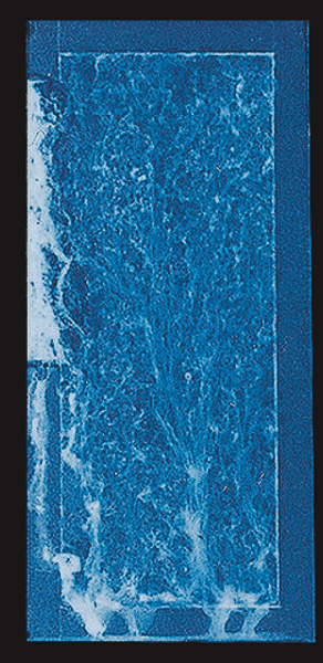 Zn-5% Al alloy coated steel/Lapse of time: 500h