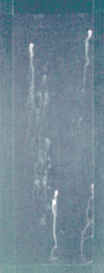 塩水噴霧試験後の外観 : ZC処理