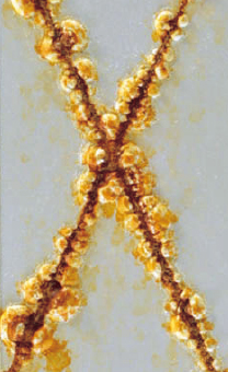 クロスカット部 : 溶融Znめっき（合金化）クロメート処理