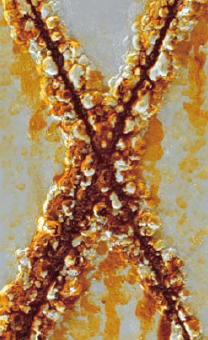 クロスカット部 : 電気Znめっきクロメートフリーリン酸塩処理