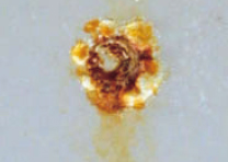 スポット溶接部 : 溶融Znめっき（合金化）クロメート処理