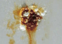 スポット溶接部 : 電気Znめっきクロメートフリーリン酸塩処理