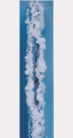 100h後 溶融Zn めっき