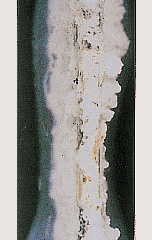 500h後 後メッキ(HDZ55)  板厚2.3mm 560/560 g/m2