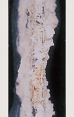 1000h後 後メッキ(HDZ55)  板厚2.3mm 560/560 g/m2