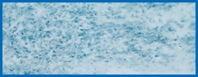 ZAM®