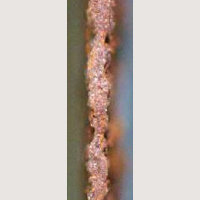 Cut edge Hot-dip 55%Al-Zn alloy coated AZ150 Organic chromate treatment