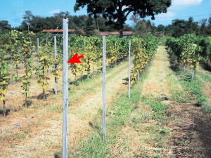 ブドウ垣根支柱