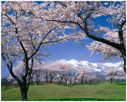 春の桜と妙高山