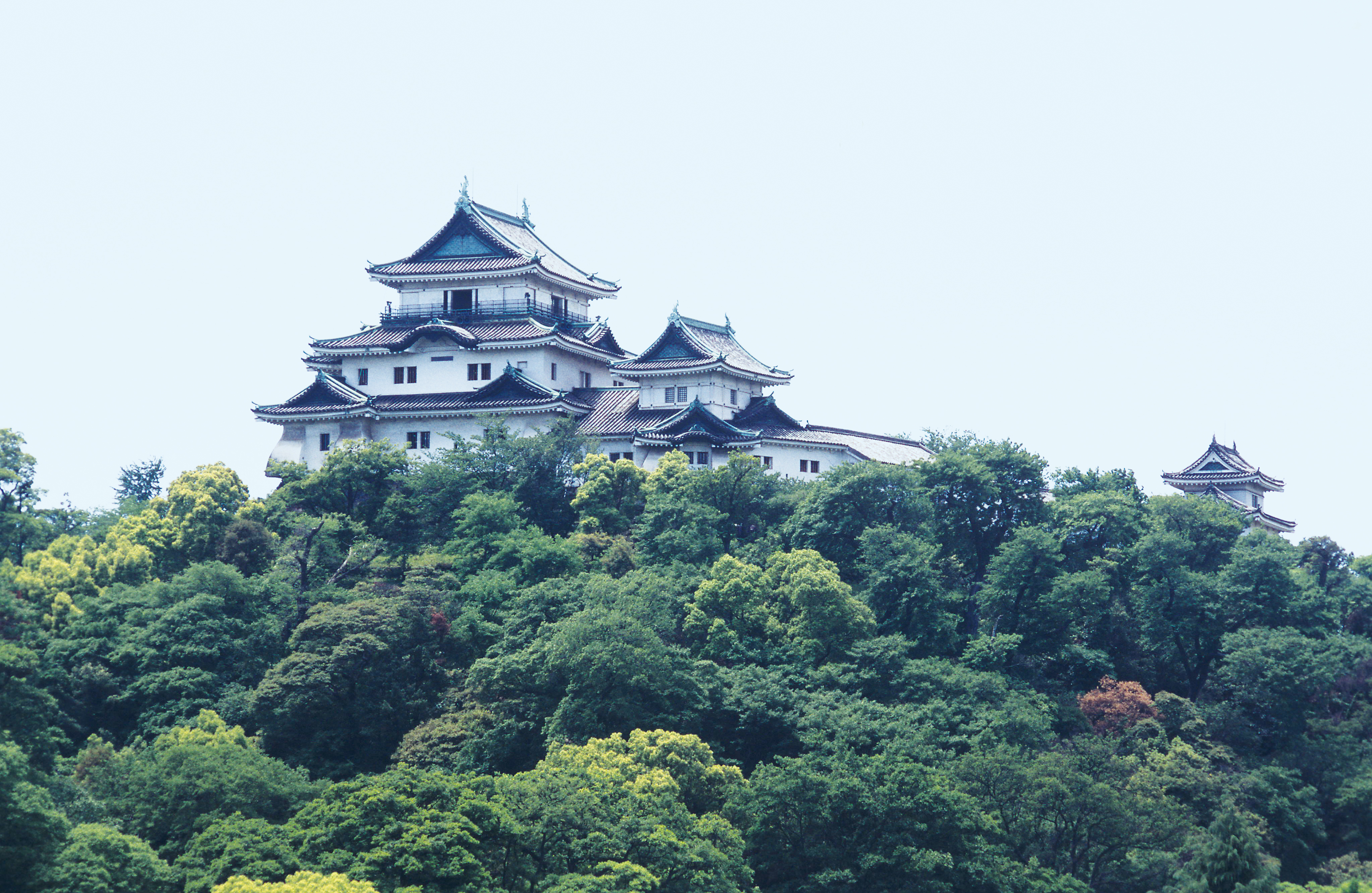 和歌山城 (写真提供：和歌山県）