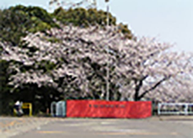 春：正門の桜