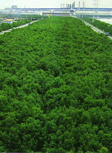 太田川沿いの緑化マウンド（約70万m2）