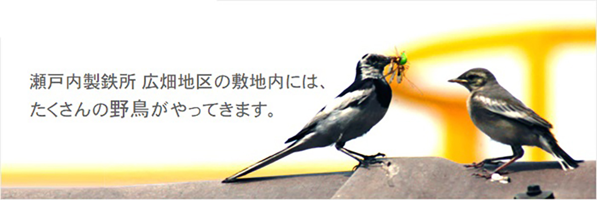 瀬戸内製鉄所広畑地区の敷地内には、たくさんの野鳥がやってきます。