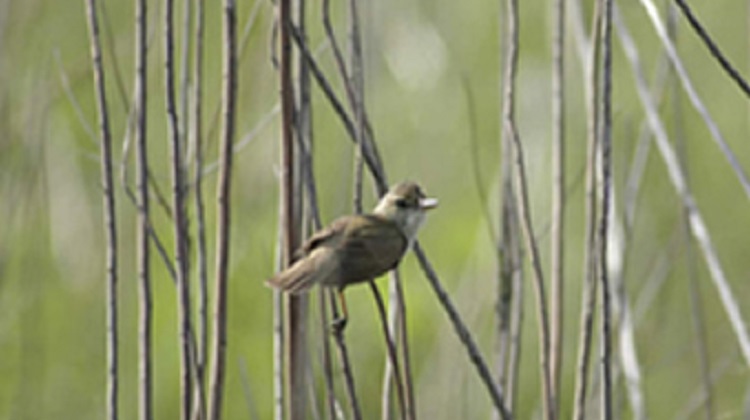 所内の野鳥